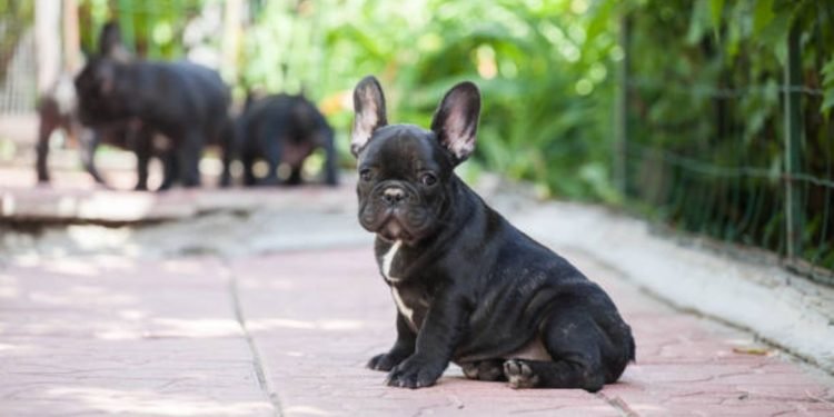 Enhancing French Bulldog Well-Being: The Importance of Snout Length